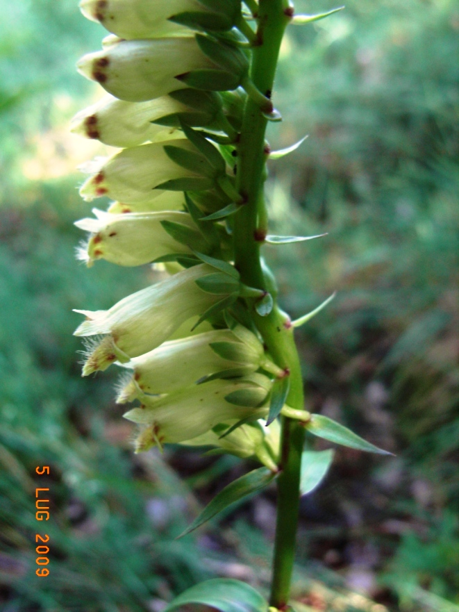 Digitalis micrantha